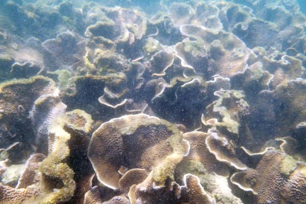 Water Sports in Tarkarli | Malvan Scuba Diving Packages