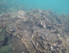 Water Sports in Tarkarli | Tarkarli Scuba Diving Charges | Malvan Scuba Diving Packages